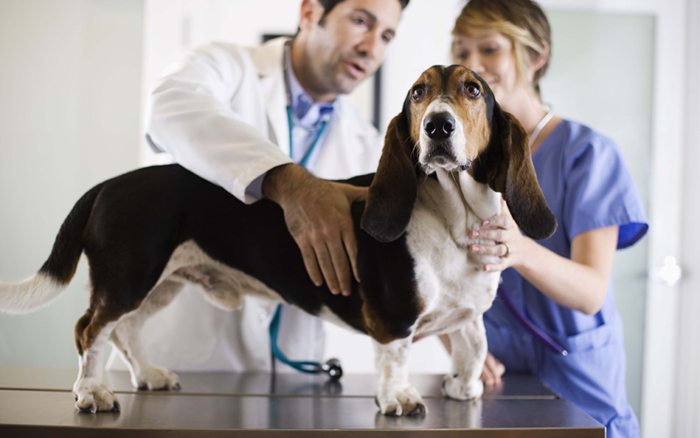 Basset hound receiving veterinary care